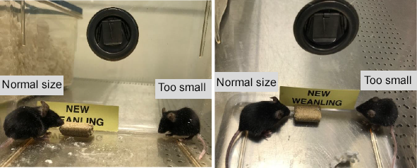 Two images of mice: left shows a normal-sized mouse and a smaller mouse; right shows the same arrangement, both labeled with signs "NEW WEANLING" and size comparisons.