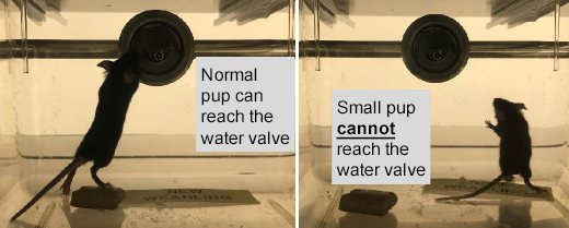 Two images show a small animal reaching and not reaching a water valve, respectively. The left image: "Normal pup can reach the water valve." The right image: "Small pup cannot reach the water valve.