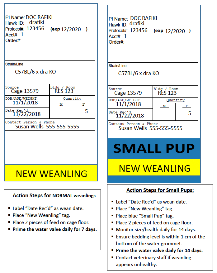 Instruction sheet for caring for new and small weanlings, including labeling, monitoring, and preparing water. Contact information provided for Susan Wells.