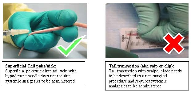 Two images comparing tail blood collection. The image on the left is the recommended method for tail vein showing a superficial nick/poke into the tain vein with a hypodermic needle.  The image on the right is not the preferred method and shows a tail transection (aka snip) where a scaple blade is used to remove a portion fo the end of the tail. Tail transection requires a more detailed description in the Animal Protcool as well as systemic analgesics.