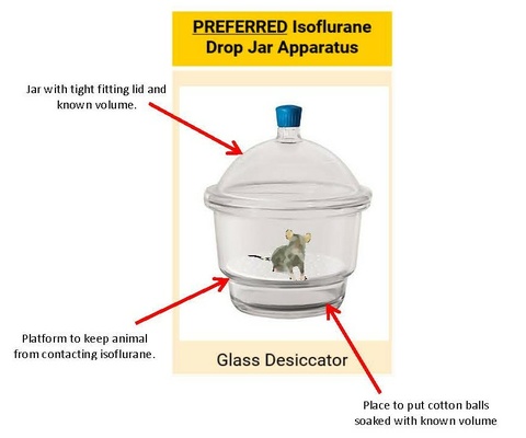 Diagram of an isoflurane drop jar apparatus. It includes a glass desiccator with a lid, a platform to keep an animal elevated away from liquid isoflurane, and a section for cotton balls. soaked with isoflurane