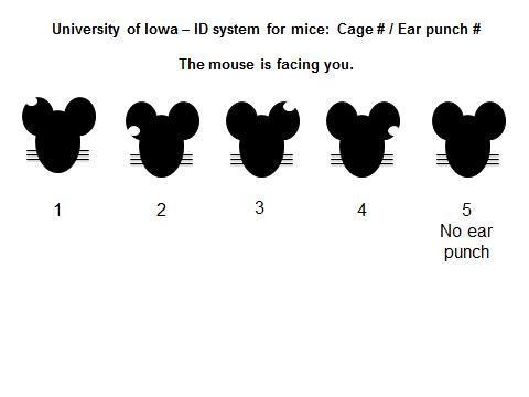 OAR’s ear punch identification system OAR’s ear punch identification system