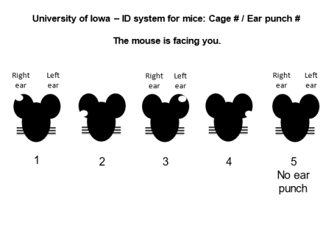 Rodent (Mouse Rat) Colony Management: Principal investigator, Lab