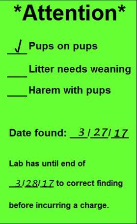 Attention Breeder Card Sample Lime Green colored card with Attention in bold, prefilled with example of pups on pups and sample dates