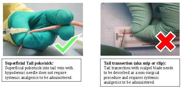 Superficial tail poke/nick into the tail vein with a hypodermic needle does not require systemic analgesics.  Tail transection (snip or clip) with a scalpal blade needs to be described in the Animal Protocol and requires a systemic analgesics.