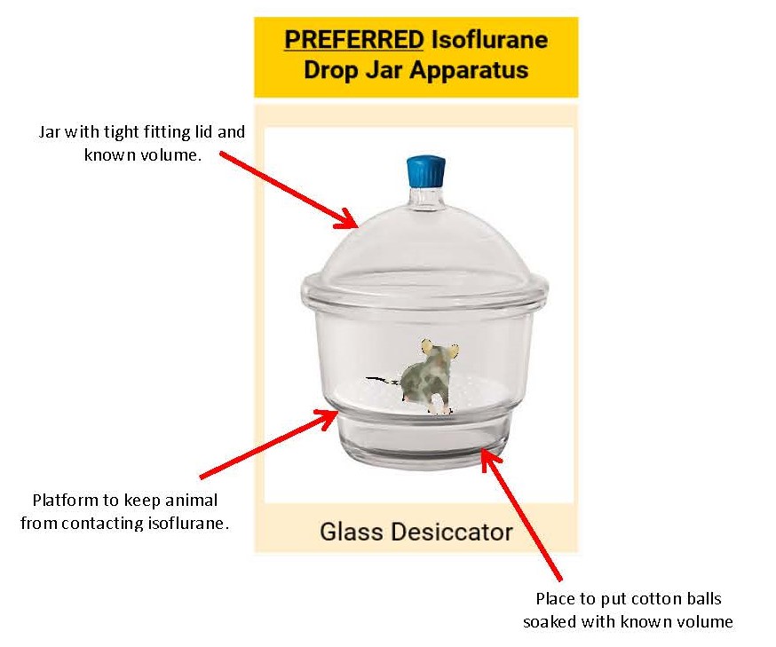 Preferred isoflurane drop jar apparatus - glass desiccator. jar with tight fitting lid and known volume. platform to keep animal from contacting liquid isoflurane. place to put cotton balls soaked with known volume.
